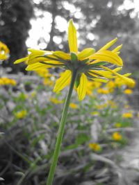 Close-up of yellow flowering plant