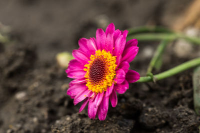 Close-up of pink flower on field