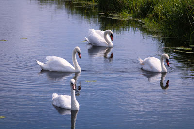 Swans swimming in lake