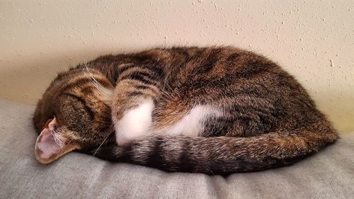 Close-up of cat sleeping