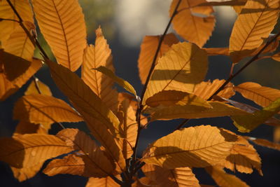 Close-up of maple leaves on branch