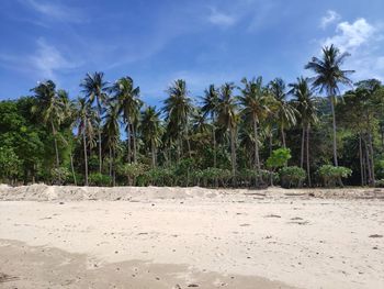 Palm trees on beach against sky