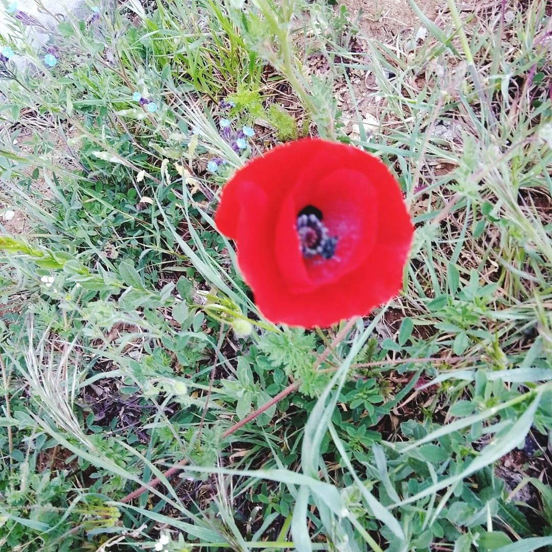 red, plant, field, land, growth, flower, nature, flowering plant, freshness, beauty in nature, high angle view, day, no people, fragility, directly above, vulnerability, close-up, grass, green color, petal, flower head