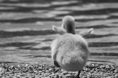 Close-up of dead plant on land