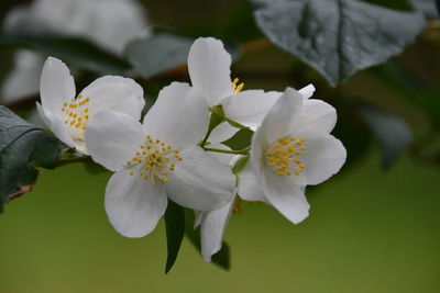 Close-up of white flowering plant
