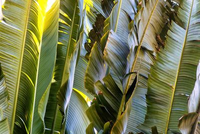 Low angle view of palm tree