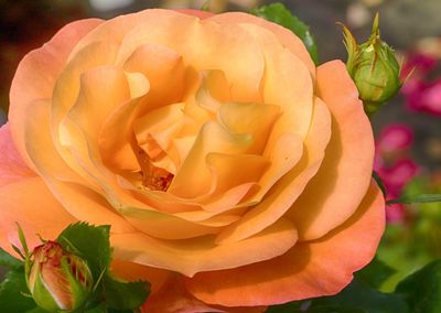 Close-up of rose flower