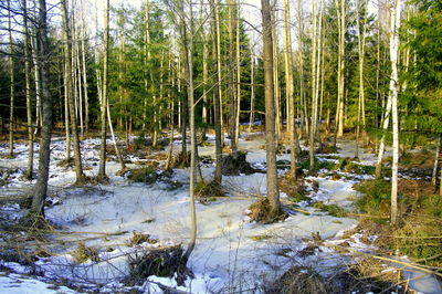 Scenic view of lake in forest