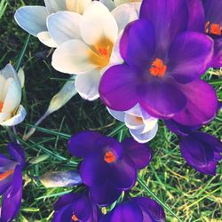 Close-up of purple crocus blooming on field