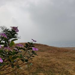 Purple flowering plants on field against sky