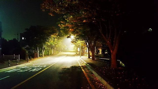 the way forward, transportation, road, diminishing perspective, tree, vanishing point, illuminated, road marking, night, street, empty road, street light, empty, treelined, tunnel, long, no people, country road, car, outdoors