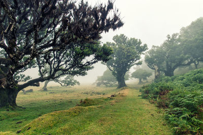 Trees on field against sky