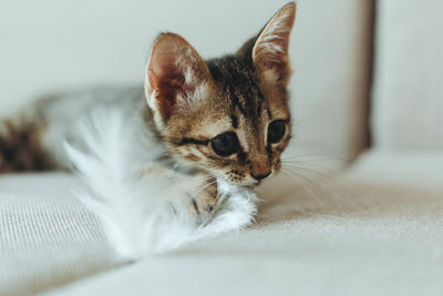 Close-up of kitten relaxing on bed at home