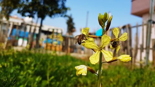 Close-up of yellow flowering plant against sky