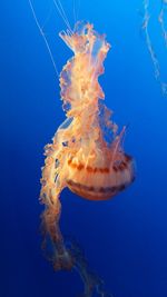 Close-up of jellyfish against blue background