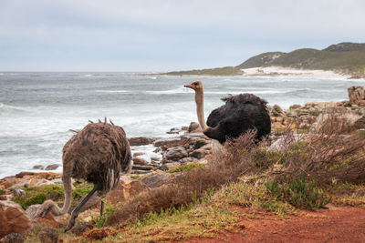 Pair of common ostriches struthio camelus against atlantic coast in south africa