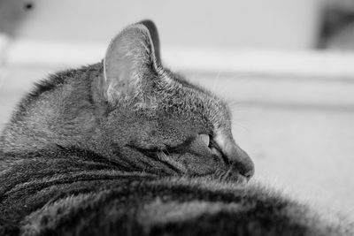 Close-up of cat sleeping