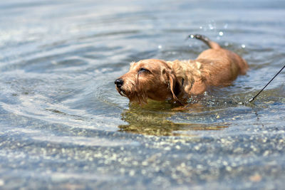 View of dog in water