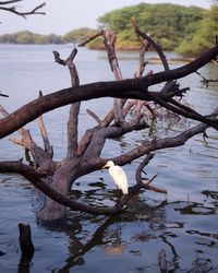 Driftwood on tree by lake against sky