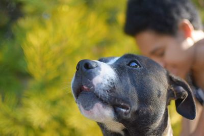 Close-up of dog looking at camera