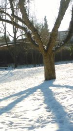 Trees on snow covered tree during winter
