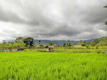 paddy field