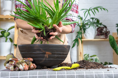 Close-up of potted plant