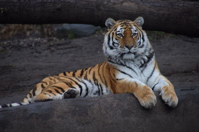 Cat resting in a zoo