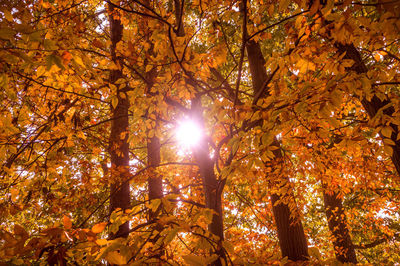 Low angle view of trees against sky