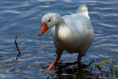 Ducks coming out of the swamp water