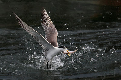 Close-up of bird flying over lake