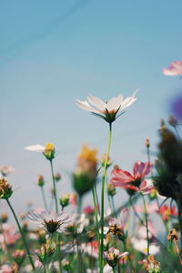 Close-up of pink flowering plant against sky