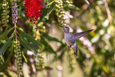 Close-up of bird perching on plant