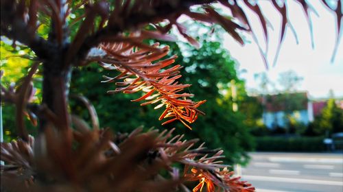 Close-up of tree