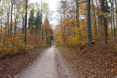 Trees in forest against sky