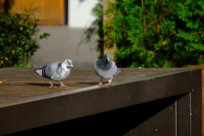 Birds perching on railing against wall