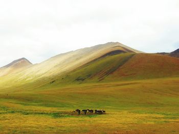Scenic view of grassy field against sky