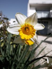 Close-up of yellow flower blooming outdoors