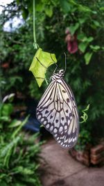 Close-up of butterfly on leaf