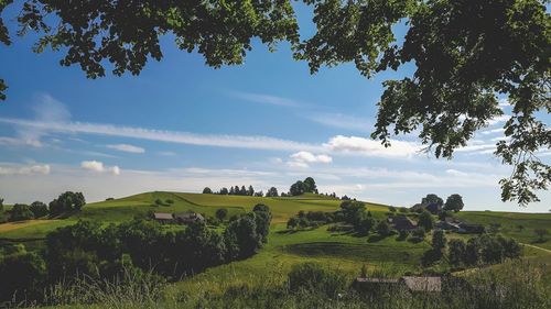 Trees growing on field against sky