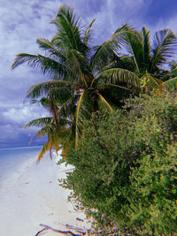 Palm tree by sea against sky