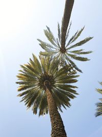 Low angle view of coconut palm tree against sky