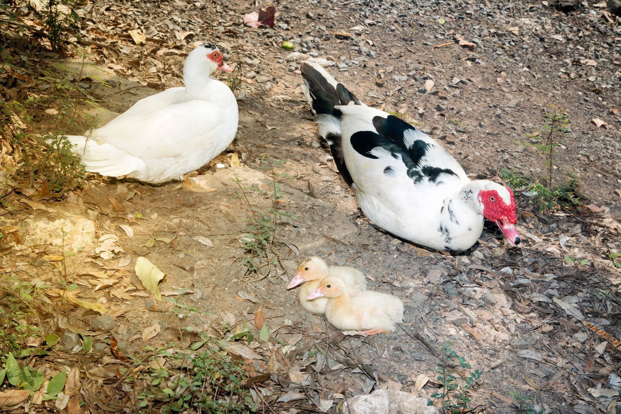 HIGH ANGLE VIEW OF BIRD ON FIELD