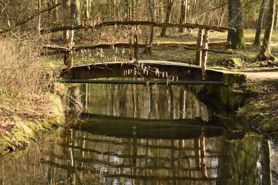 Wooden bridge over lake in forest