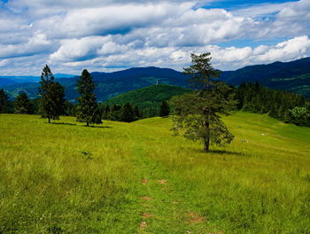 Scenic view of field against sky