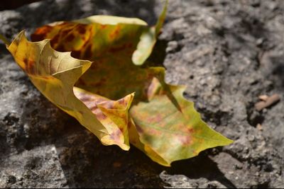 Close-up of leaf