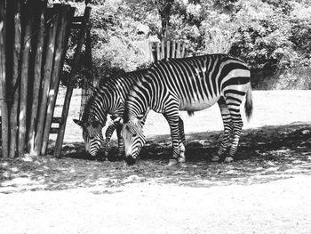 Zebra standing by trees