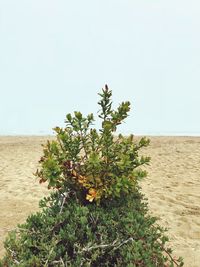 Tree on sand against clear sky