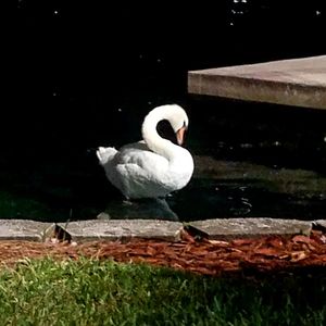 Swan perching on a lake