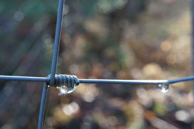 Close-up of water drop on rope